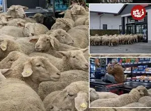 ببینید| لحظه خنده‌دار ورود گله گوسفند به داخل یک فروشگاه مواد غذایی در آلمان