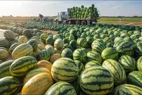 (ویدئو) فرآیند تماشایی کاشت، پرورش و برداشت هزاران تن هندوانه در مزرعه 
