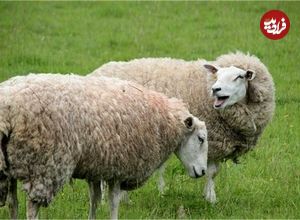 (ویدئو) تصاویر باورنکردنی از حمله عجیب گوسفندان به یک قصابی!