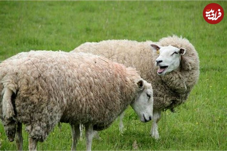 (ویدئو) تصاویر باورنکردنی از حمله عجیب گوسفندان به یک قصابی!