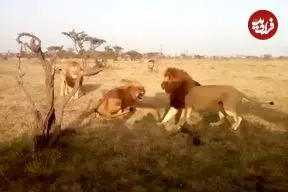 ببینید| نبرد سهمگین شیرهای نر برای دستیابی به قلمرو یکدیگر
