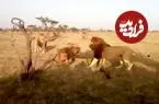 ببینید| نبرد سهمگین شیرهای نر برای دستیابی به قلمرو یکدیگر