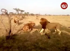 ببینید| نبرد سهمگین شیرهای نر برای دستیابی به قلمرو یکدیگر