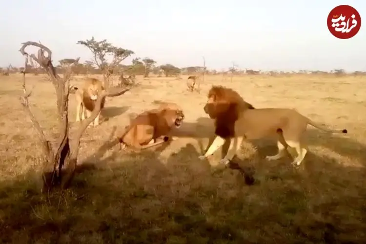 ببینید| نبرد سهمگین شیرهای نر برای دستیابی به قلمرو یکدیگر