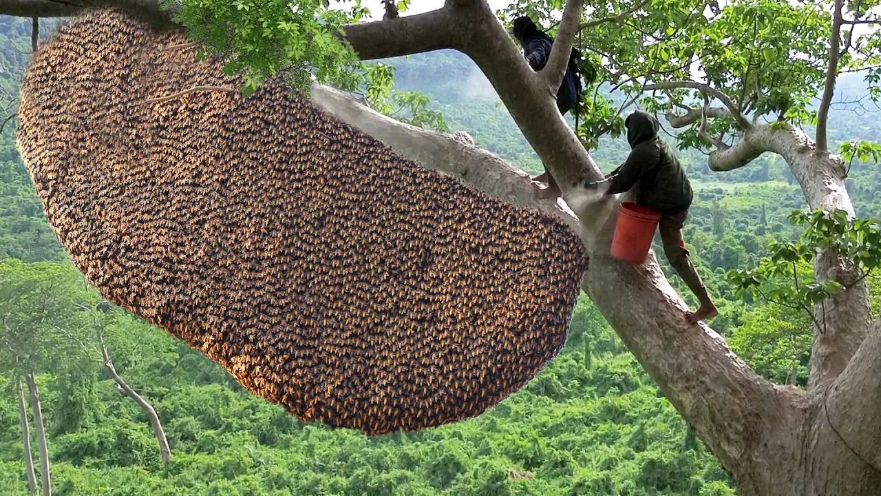 (ویدئو) شکار شگفت انگیز و خطرناک کندوی عسل غول پیکر روی یک درخت بزرگ