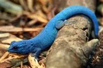 عکس؛ کمیاب‌ترین رنگ در طبیعت؛ شگفتی‌ای که آبی هم نیست!