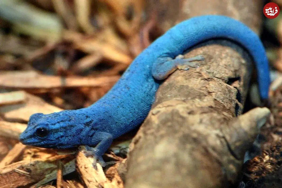 عکس؛ کمیاب‌ترین رنگ در طبیعت؛ شگفتی‌ای که آبی هم نیست!