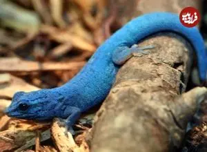 عکس؛ کمیاب‌ترین رنگ در طبیعت؛ شگفتی‌ای که آبی هم نیست!