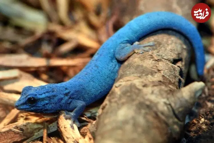 عکس؛ کمیاب‌ترین رنگ در طبیعت؛ شگفتی‌ای که آبی هم نیست!