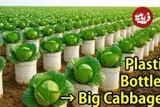 ببینید| نحوه پرورش کلم در ظروف پلاستیکی و در خانه