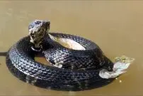 (ویدئو) مواجهه هولناک قایق سوار با یک مار سمی خطرناک در رودخانه