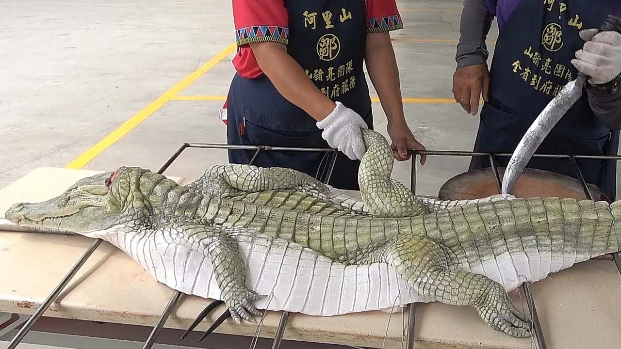 (ویدئو) برش زدن ماهرانه تمساح 65 کیلوگرمی و کباب کردن آن توسط استاد تایوانی