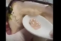 (ویدئو) استخراج مروارید طلایی از صدف غول پیکر 