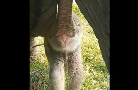 ( ویدیو) نحوه شیر خوردن بچه فیل را دیده بودید ؟ 
