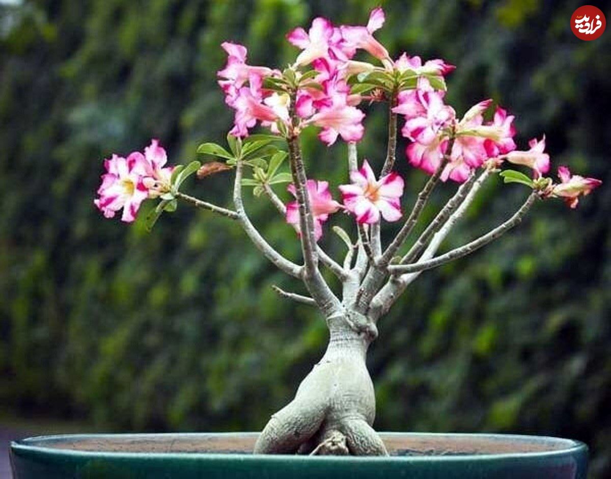راهنمای نگهداری و تکثیر گل آدنیوم