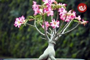 راهنمای نگهداری و تکثیر گل آدنیوم