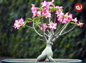 راهنمای نگهداری و تکثیر گل آدنیوم