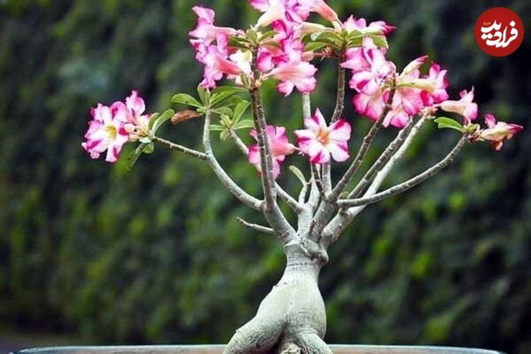 راهنمای نگهداری و تکثیر گل آدنیوم