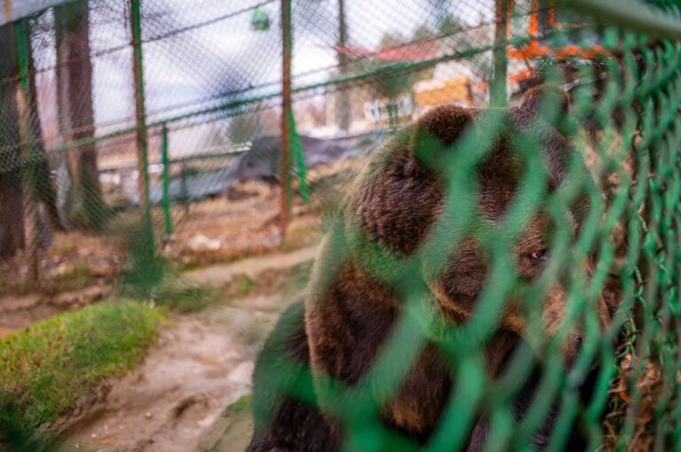 (ویدئو) شکنجه بی پایان تنهاترین خرس دنیا که ۲۳ سال در قفسی فرسوده زندانی است 