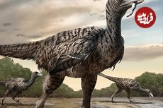 (تصویر) ردپای بزرگترین پرندۀ شکارچی تاریخ کشف شد
