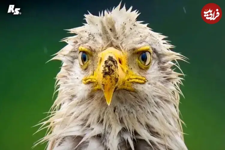 ببینید| تصویری دیدنی از عقاب سرسفید پس از باران
