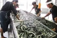 (ویدئو) ببینید ژاپنی ها به چه شکل مارماهی پرورش می دهند و برداشت می کنند!