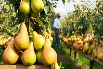 ببینید| چگونه آمریکایی ها صدها تن گلابی را برداشت و فرآوری می کنند؟