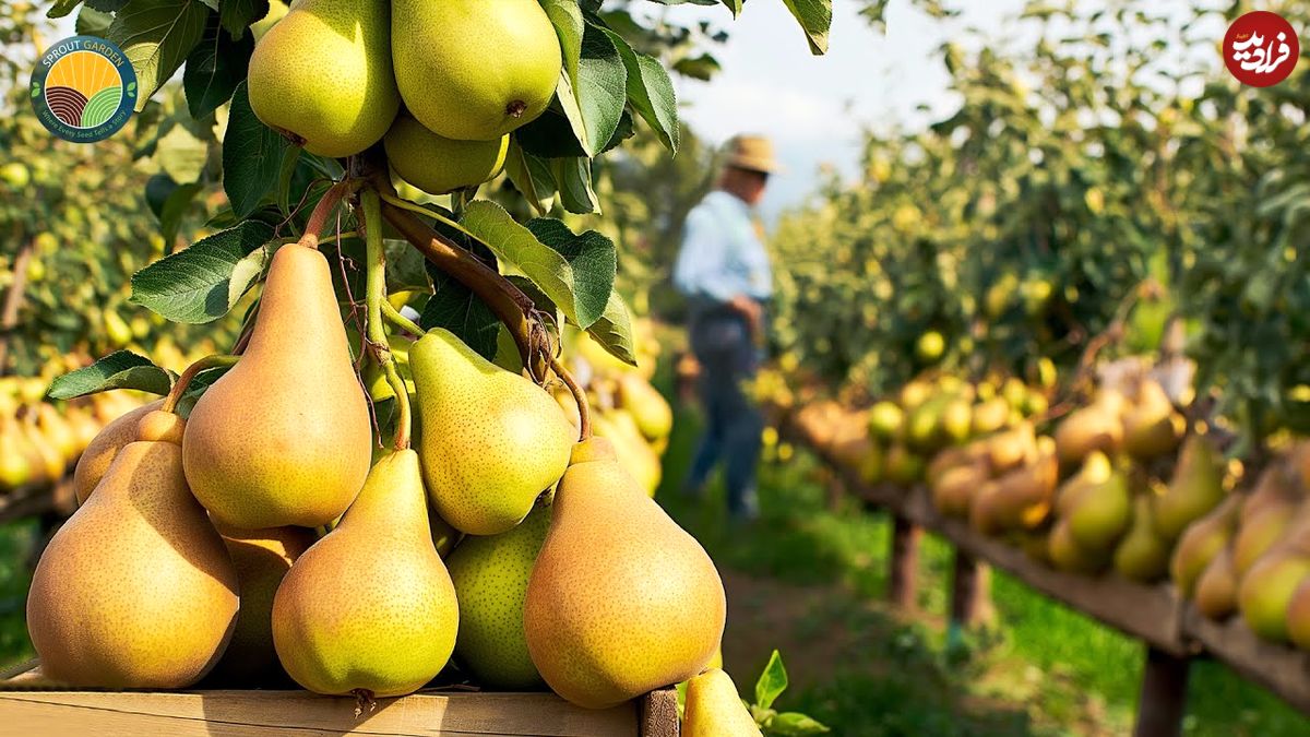 ببینید| چگونه آمریکایی ها صدها تن گلابی را برداشت و فرآوری می کنند؟