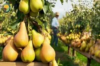 ببینید| چگونه آمریکایی ها صدها تن گلابی را برداشت و فرآوری می کنند؟