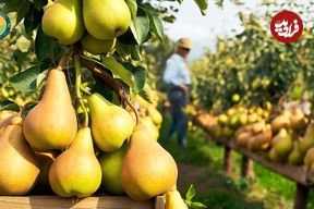 ببینید| چگونه آمریکایی ها صدها تن گلابی را برداشت و فرآوری می کنند؟