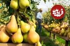 ببینید| چگونه آمریکایی ها صدها تن گلابی را برداشت و فرآوری می کنند؟