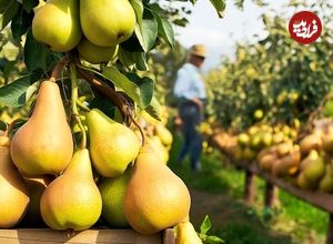 ببینید| چگونه آمریکایی ها صدها تن گلابی را برداشت و فرآوری می کنند؟
