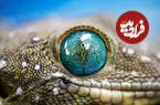 چرا نمی توان مگس را غافلگیر کرد؟ / وقتی قطر چشم به 30 سانتیمتر می رسد + اینفوگرافیک