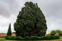 قدیمی‌ترین درختان زنده در سراسر جهان؛ از کالیفرنیا تا ابرکوه