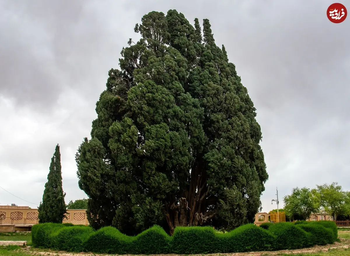قدیمی‌ترین درختان زنده در سراسر جهان؛ از کالیفرنیا تا ابرکوه