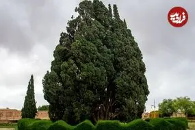 قدیمی‌ترین درختان زنده در سراسر جهان؛ از کالیفرنیا تا ابرکوه