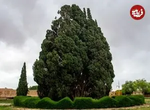 قدیمی‌ترین درختان زنده در سراسر جهان؛ از کالیفرنیا تا ابرکوه