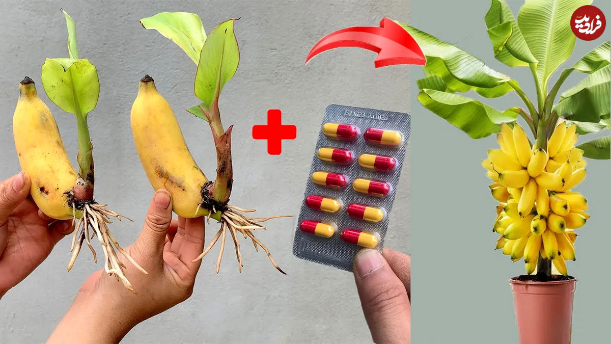 (ویدئو) روشی جالب و عالی برای تکثیر میوه موز با استفاده از آنتی بیوتیک! 