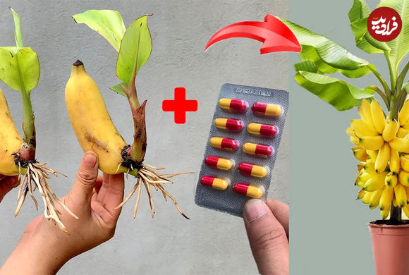 (ویدئو) روشی جالب و عالی برای تکثیر میوه موز با استفاده از آنتی بیوتیک! 