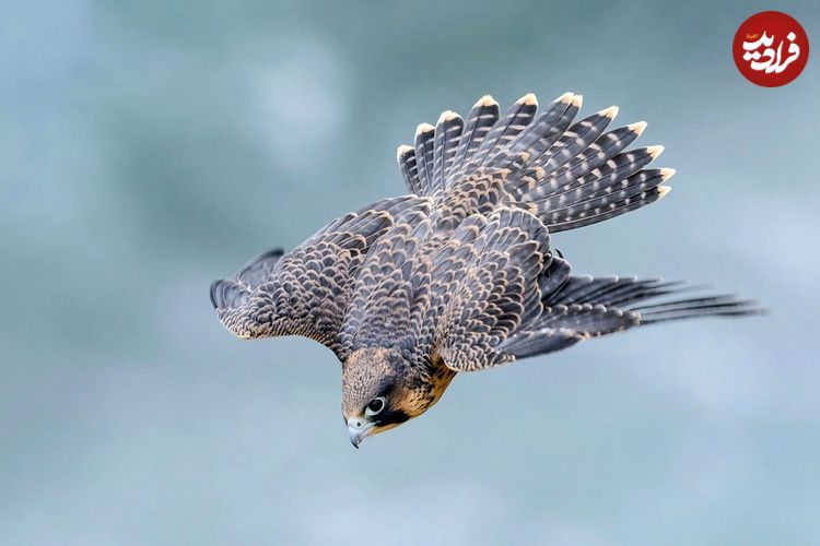سریع‌ترین پرندۀ جهان با چه سرعتی پرواز می‌کند؟