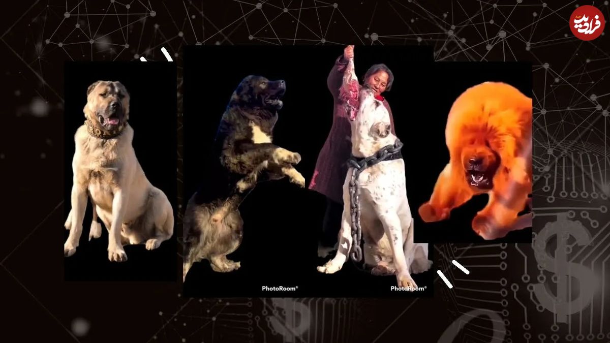 (ویدئو) خطرناک ترین و قدرتمندترین نژادهای سگ جهان را بشناسید