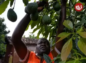 ببینید| مجازات عجیب سارق آووکادو