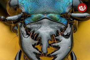 تصاویر| چالش عکاسی ماکرو؛ سوسک ببر کوهستانی