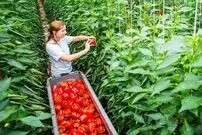(ویدئو) فرایند حیرت انگیز کاشت و برداشت فلفل دلمه ای رنگی در گلخانه