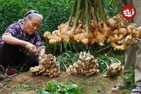 ببینید| غذای روستایی در چین؛ برداشت زنجبیل از مزرعه و تهیه 4 نوع غذا با آن