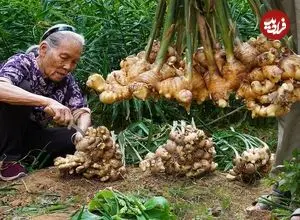ببینید| غذای روستایی در چین؛ برداشت زنجبیل از مزرعه و تهیه 4 نوع غذا با آن