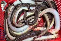 ببینید| غذای خیابانی در کره؛ تهیه ساشیمی با مارماهی در پوهانگ