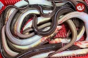 ببینید| غذای خیابانی در کره؛ تهیه ساشیمی با مارماهی در پوهانگ