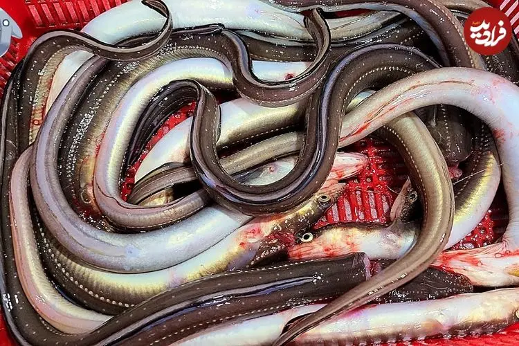 ببینید| غذای خیابانی در کره؛ تهیه ساشیمی با مارماهی در پوهانگ