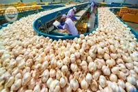 ببینید| چگونه کشاورزان چینی صدها تن سیر را برداشت و فرآوری می کنند؟